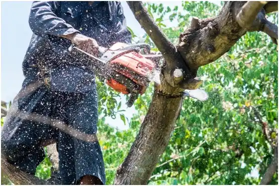 tree services Hemlock Farms